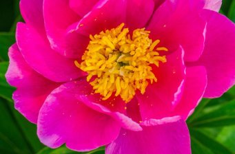 曹州百花園