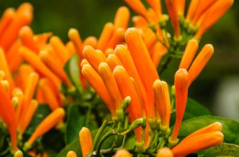 四季花田農業生態園
