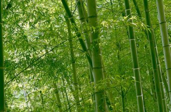 勐巴娜西珍奇園