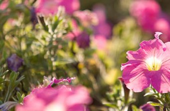 上新花園休閑游樂區