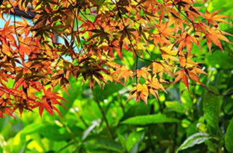 太平山森林游樂區
