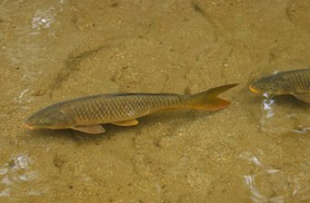 鯉魚潭水庫