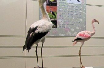 向海鳥類博物館