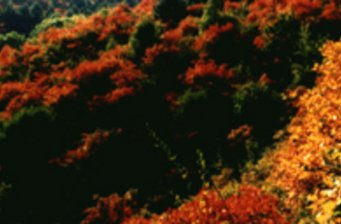 河南燕子山原始生態旅游風景區