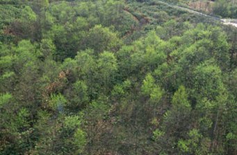 高河白龍廟原始森林風景區