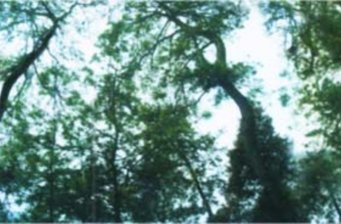 許母墳及五棵松
