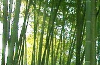 五峰山森林公園