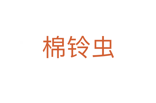棉鈴蟲